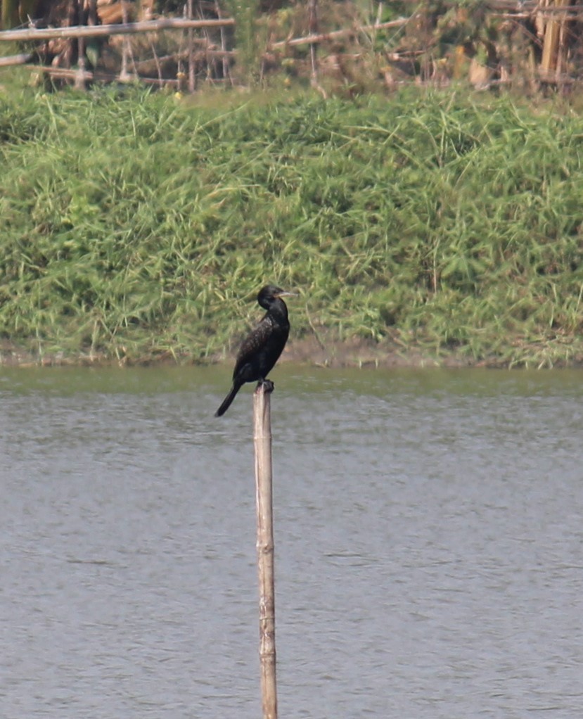 Little Cormorant - ML646616854