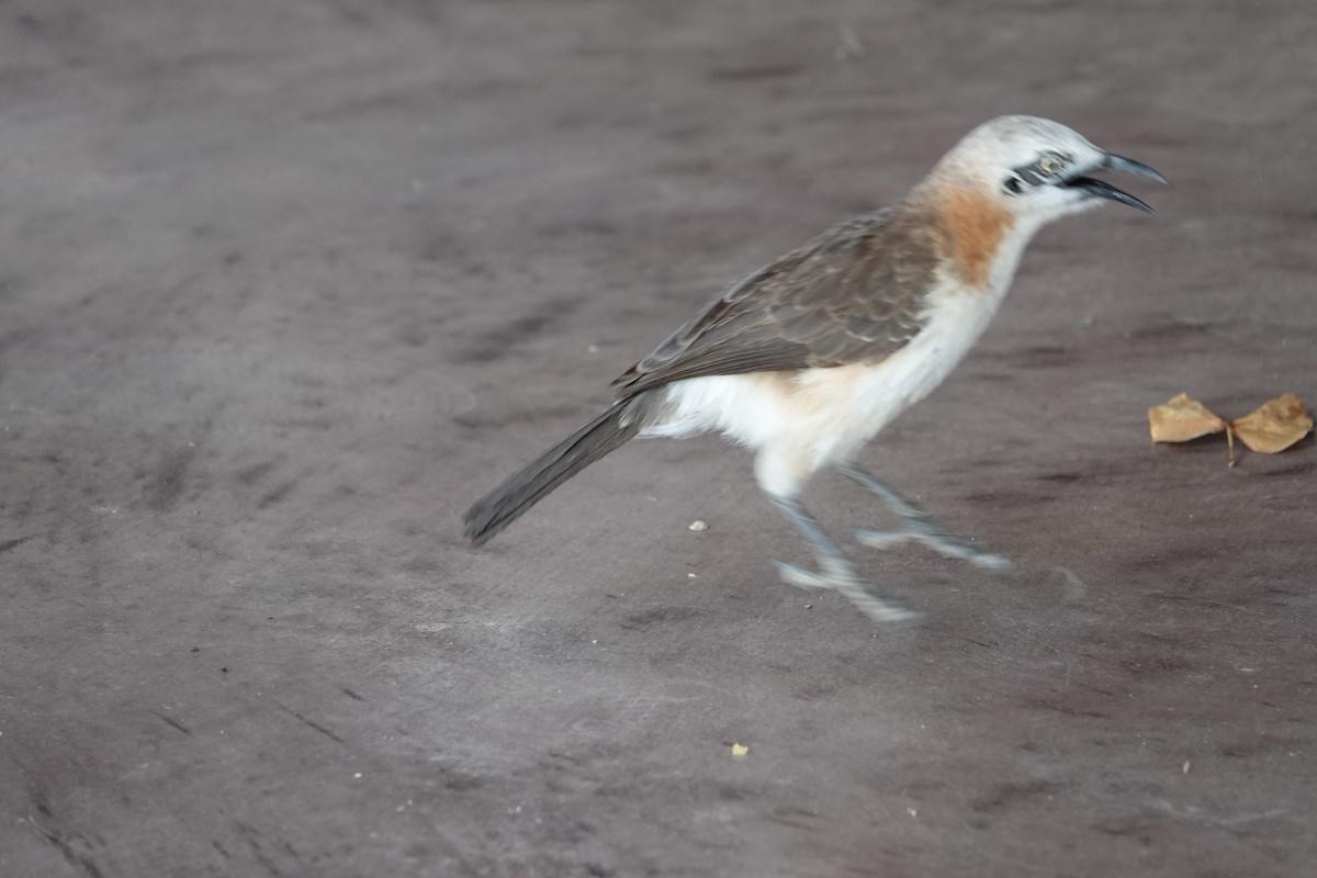 Bare-cheeked Babbler - ML646616855