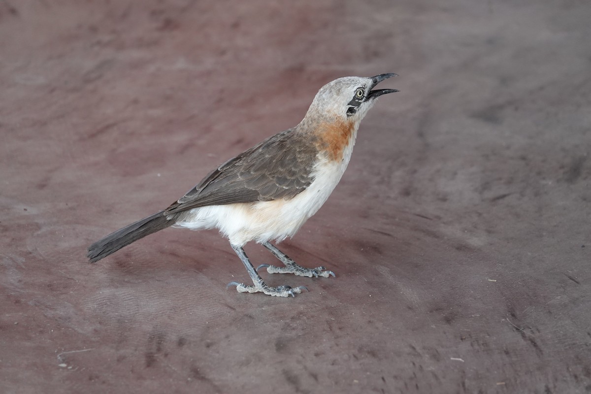 Bare-cheeked Babbler - ML646616856