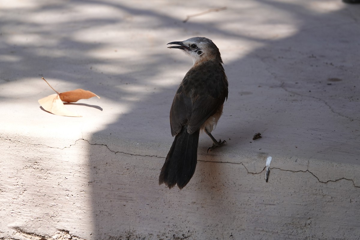 Bare-cheeked Babbler - ML646616857