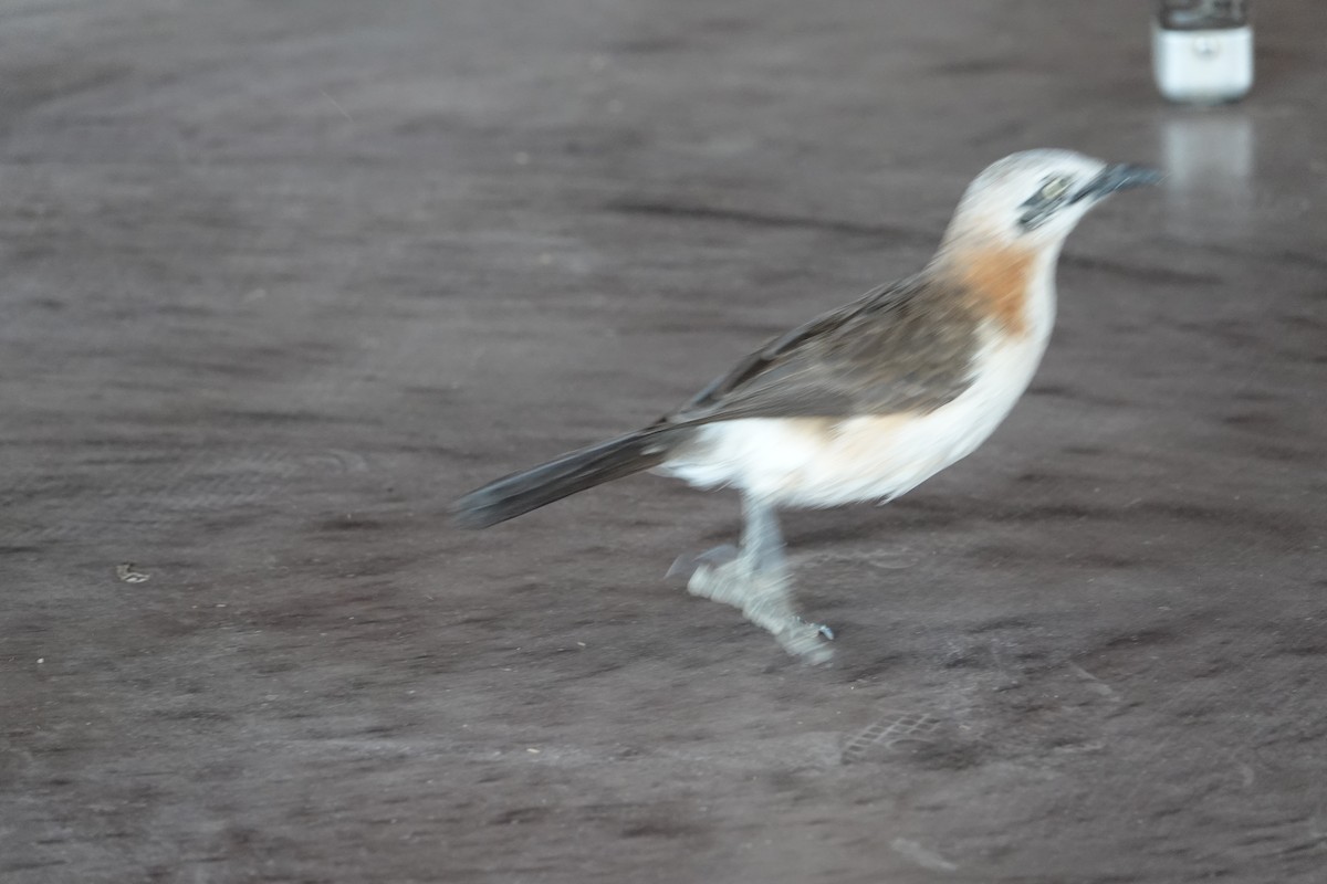 Bare-cheeked Babbler - ML646616858