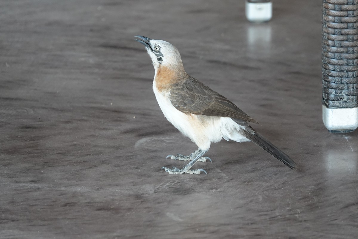 Bare-cheeked Babbler - ML646616859