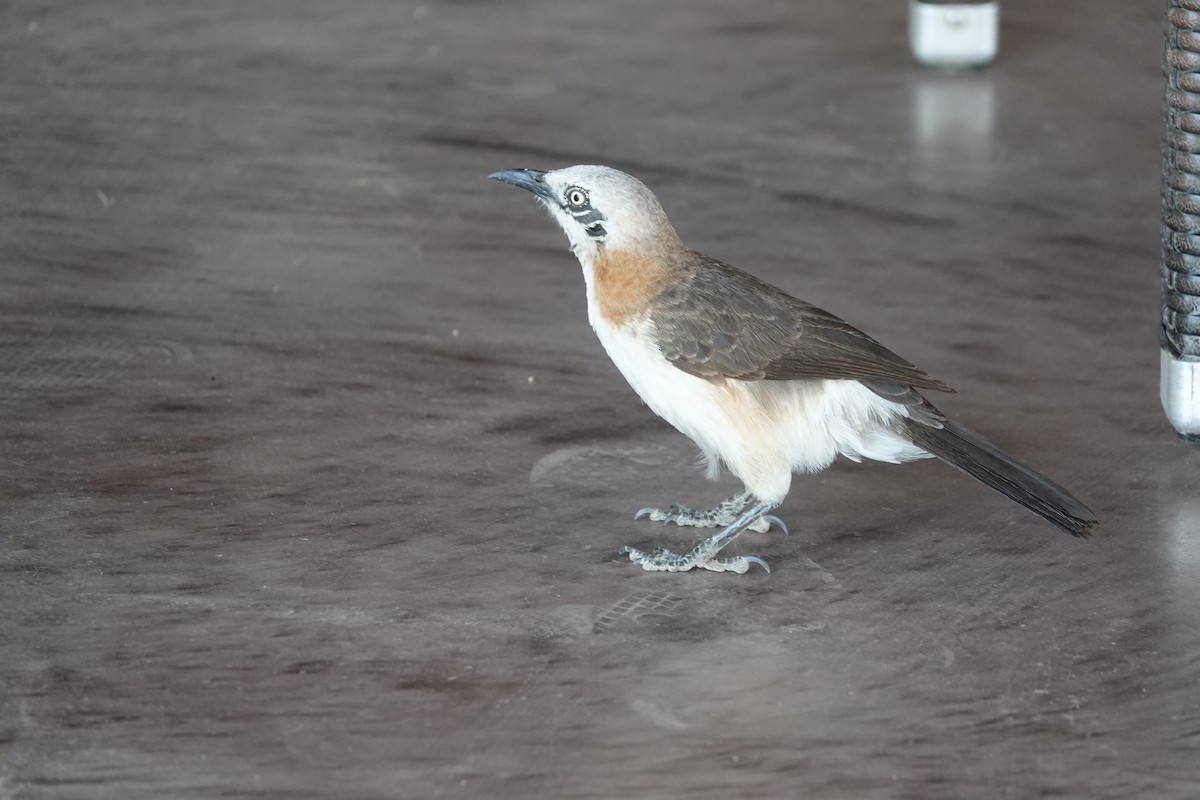 Bare-cheeked Babbler - ML646616860