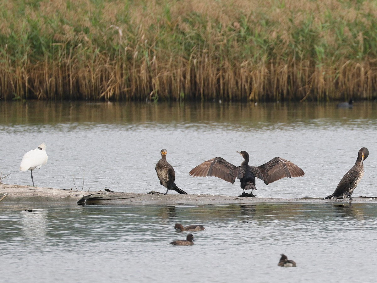 Great Cormorant (Eurasian) - ML646616861