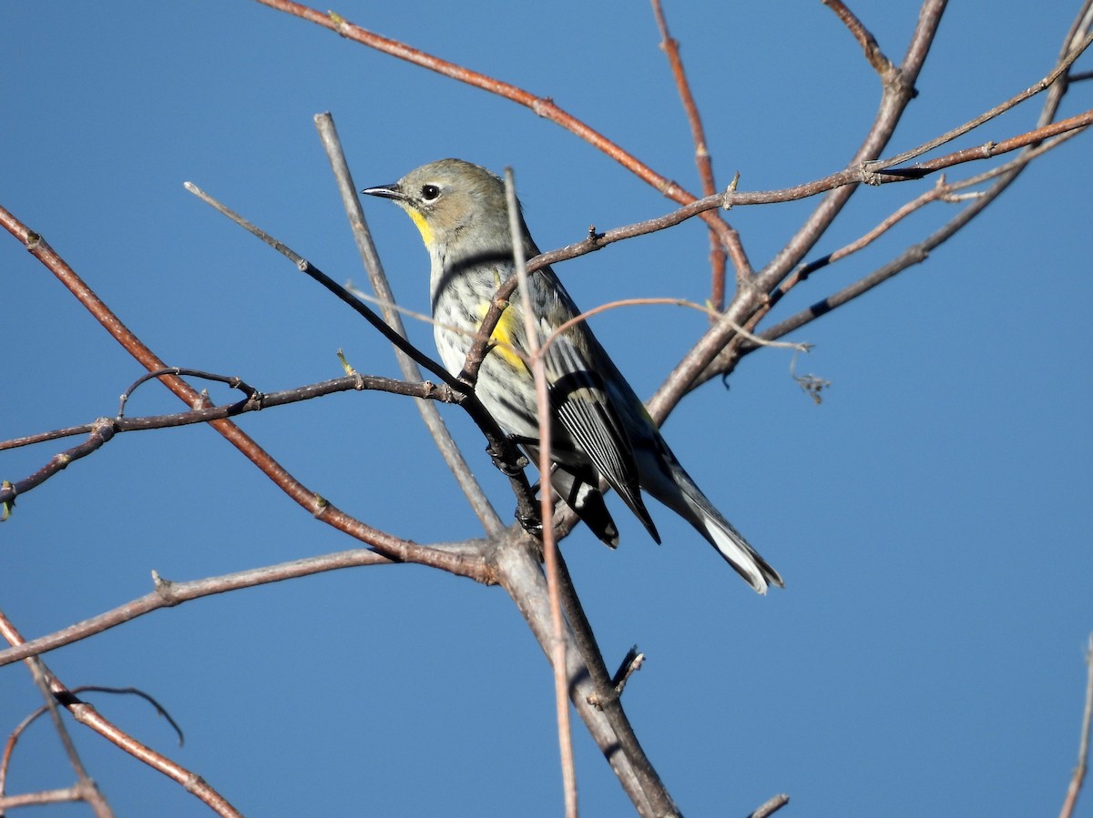 Yellow-rumped Warbler - ML646616864