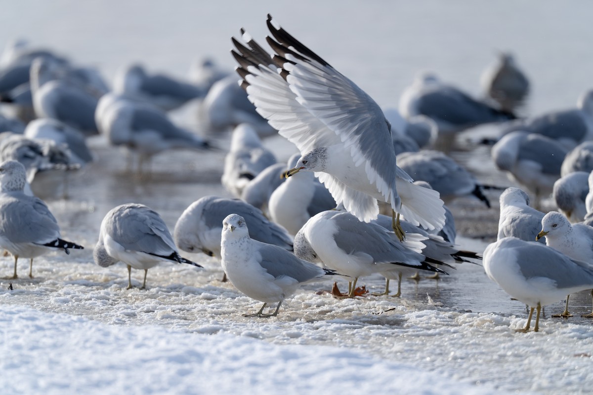 racek kroužkozobý - ML646616868