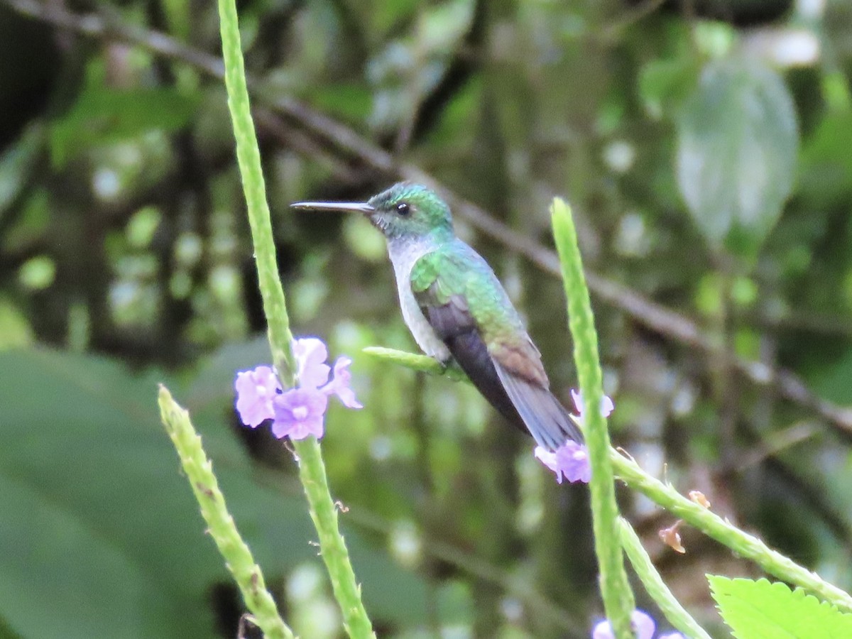 Blue-chested Hummingbird - ML646616869