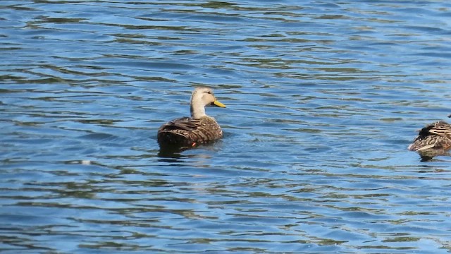 Mallard/Mottled Duck - ML646616870