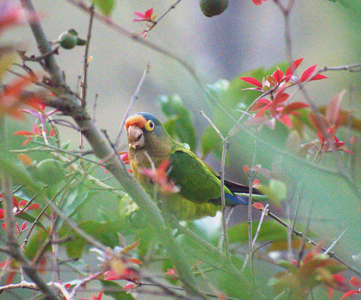 Orange-fronted Parakeet - ML646616871