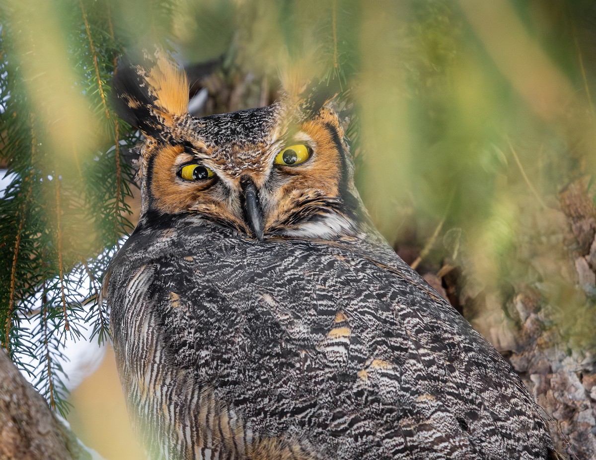 Great Horned Owl - ML646616872