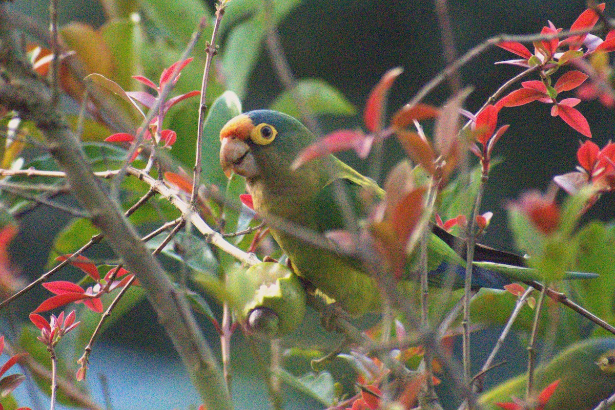 Orange-fronted Parakeet - ML646616874