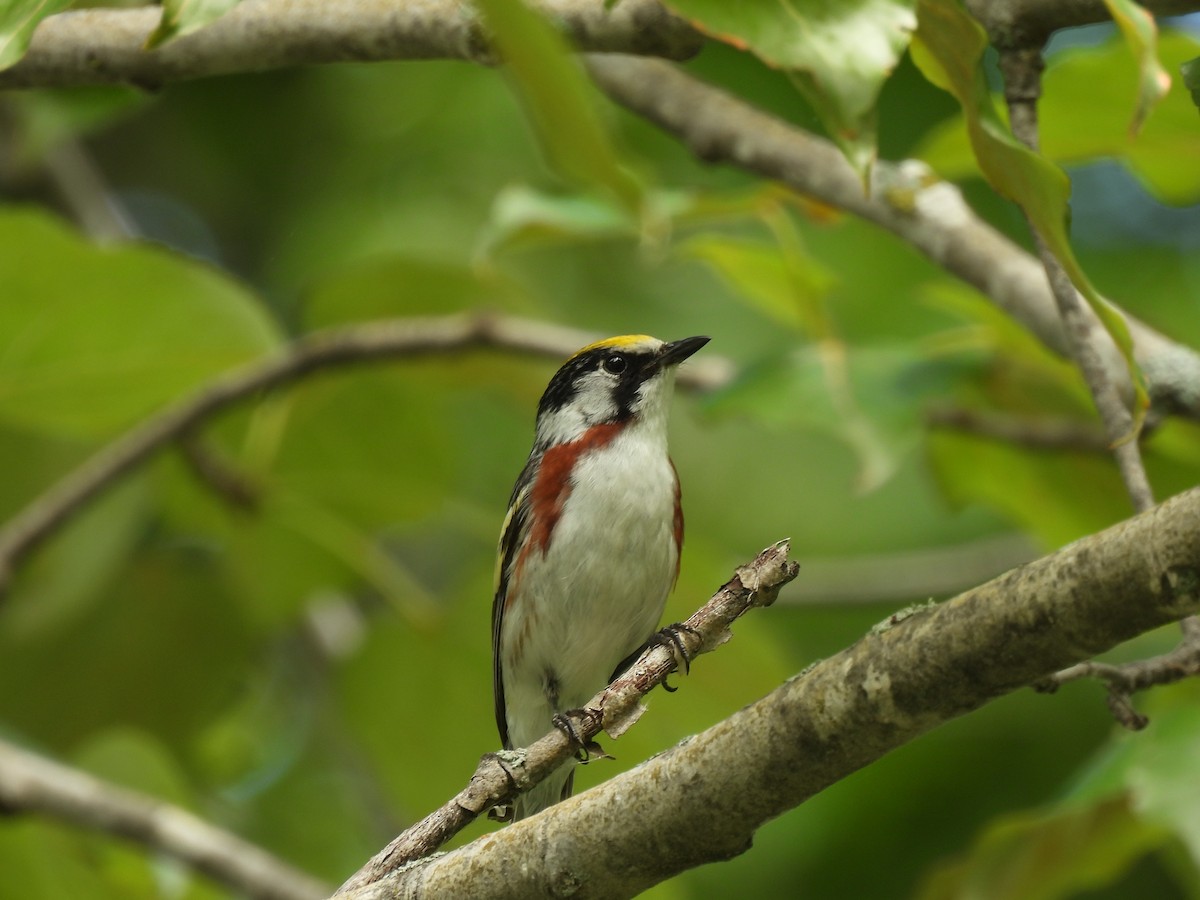 lesňáček rezavoboký - ML646616875