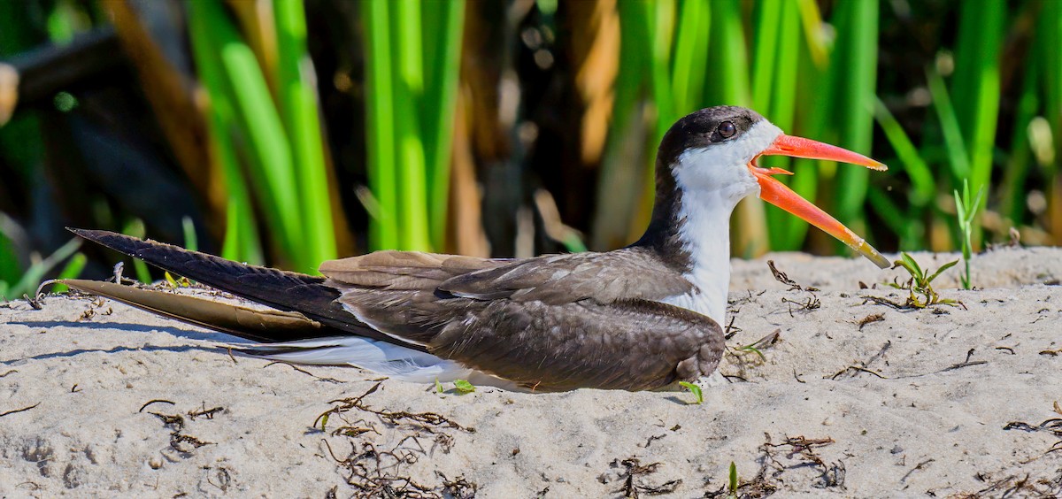 גיזרן אפריקני - ML646616876