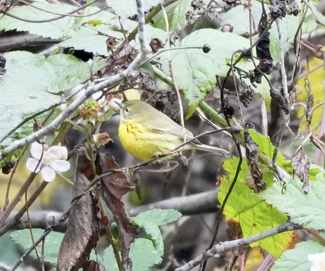 Prairie Warbler - ML646616877