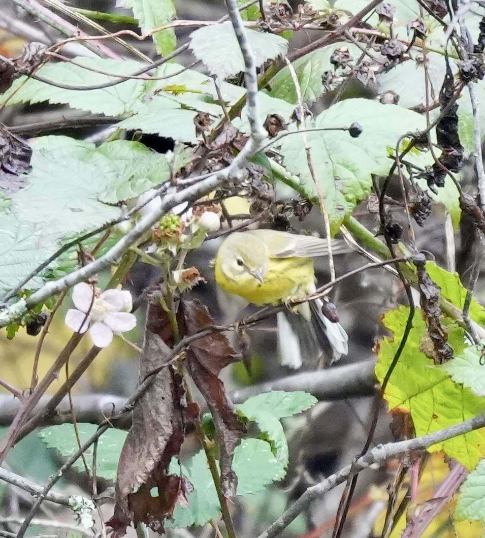 Prairie Warbler - ML646616878