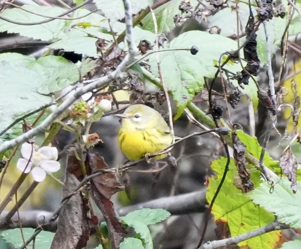 Prairie Warbler - ML646616879