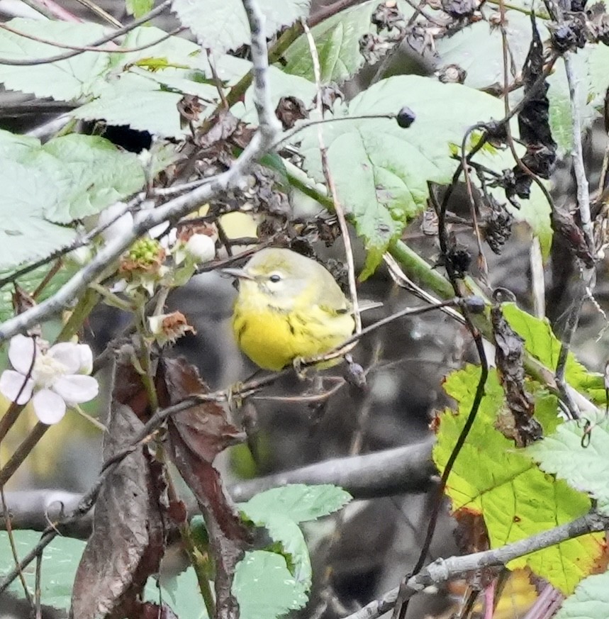 Prairie Warbler - ML646616880