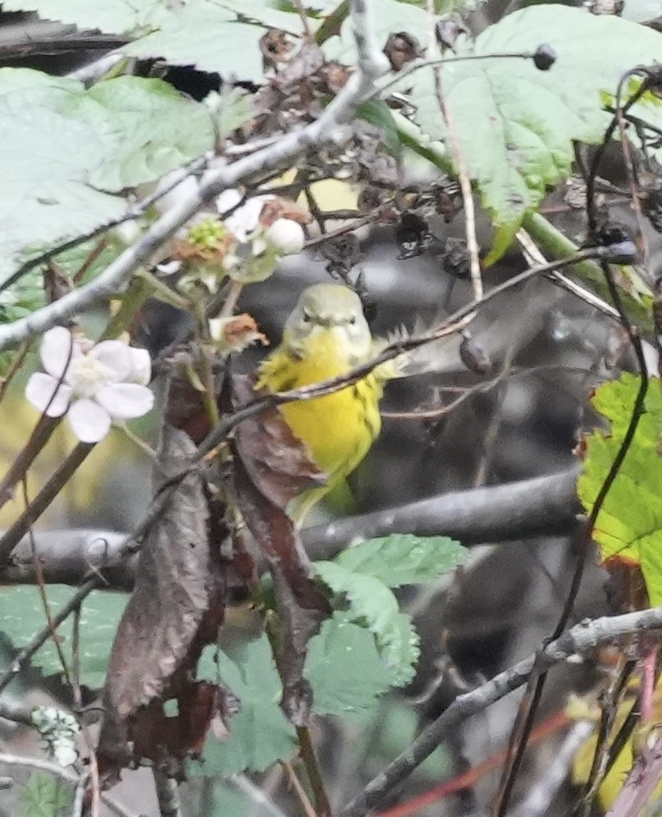 Prairie Warbler - ML646616881