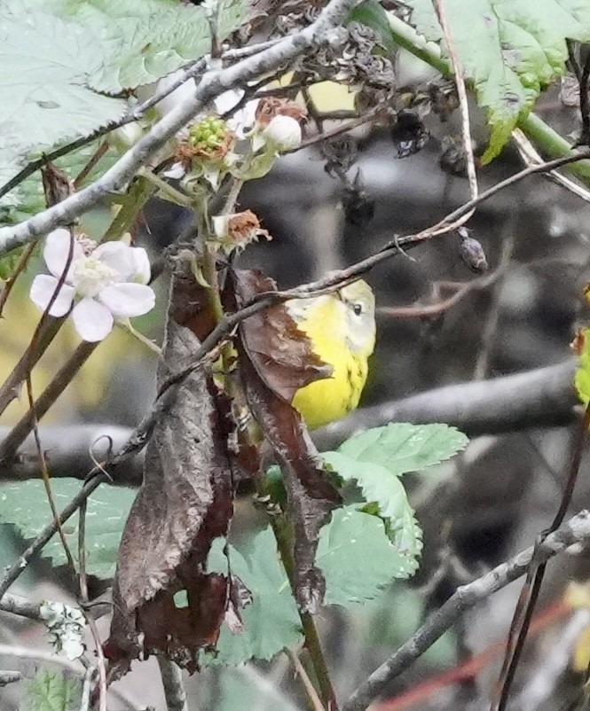 Prairie Warbler - ML646616882