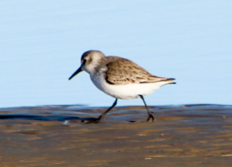 Alaska Kumkuşu - ML646616884