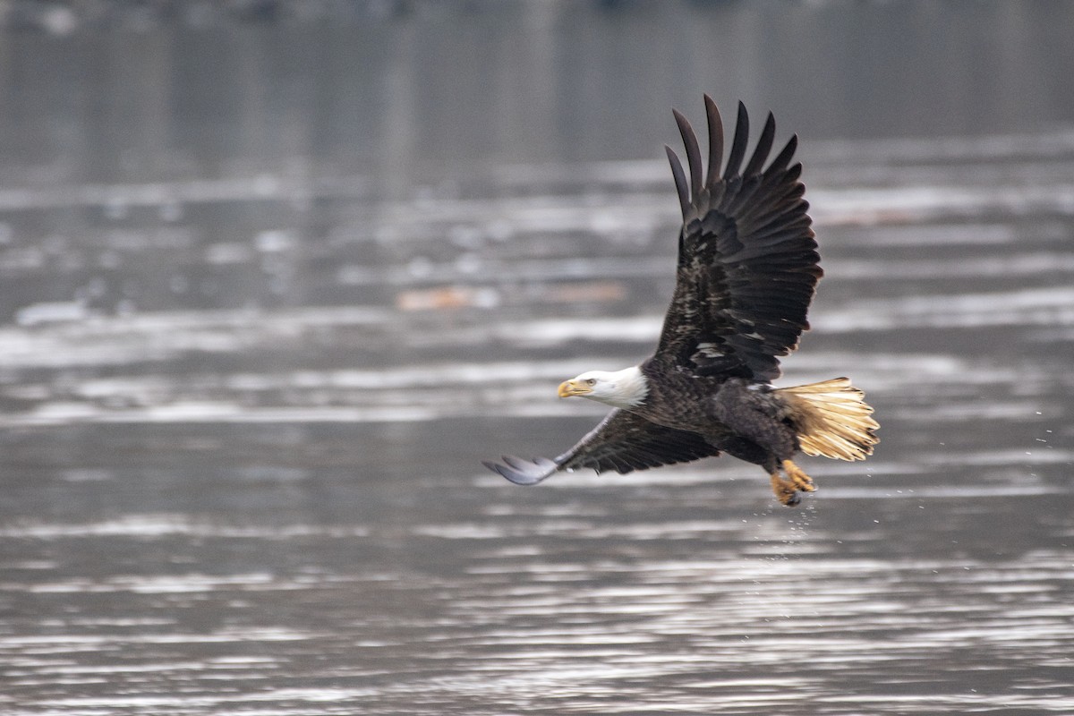 Bald Eagle - ML646616888