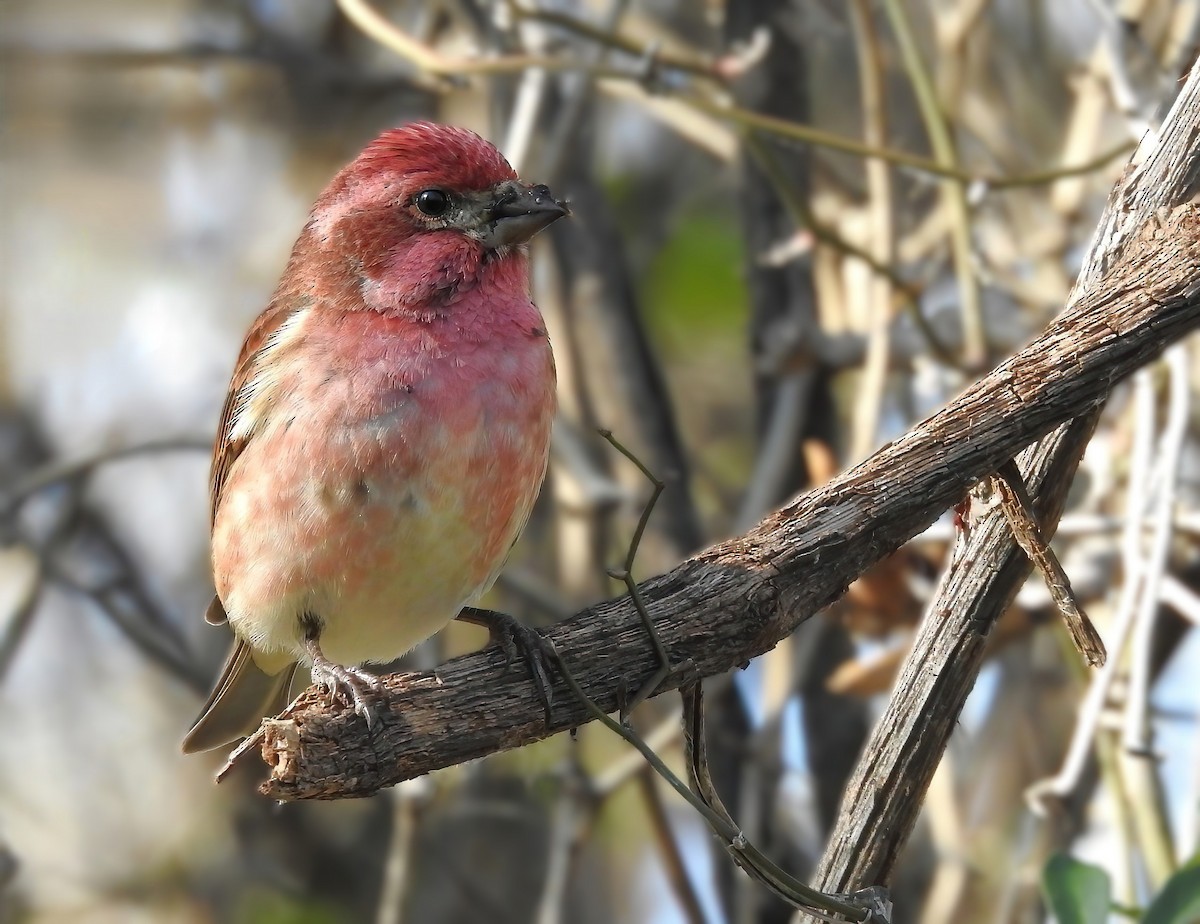 Purple Finch - ML646616889