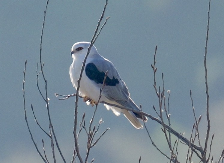 White-tailed Kite - ML646616891