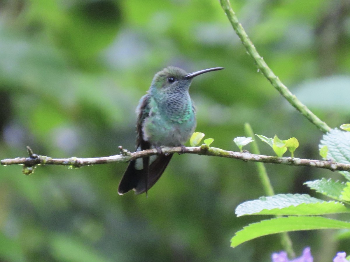 White-vented Plumeleteer - ML646616892