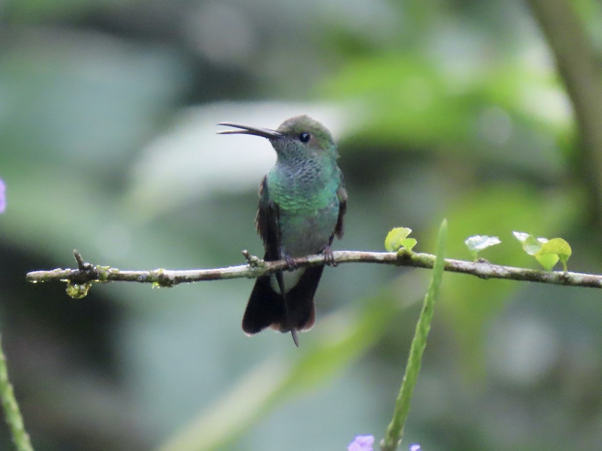 White-vented Plumeleteer - ML646616893