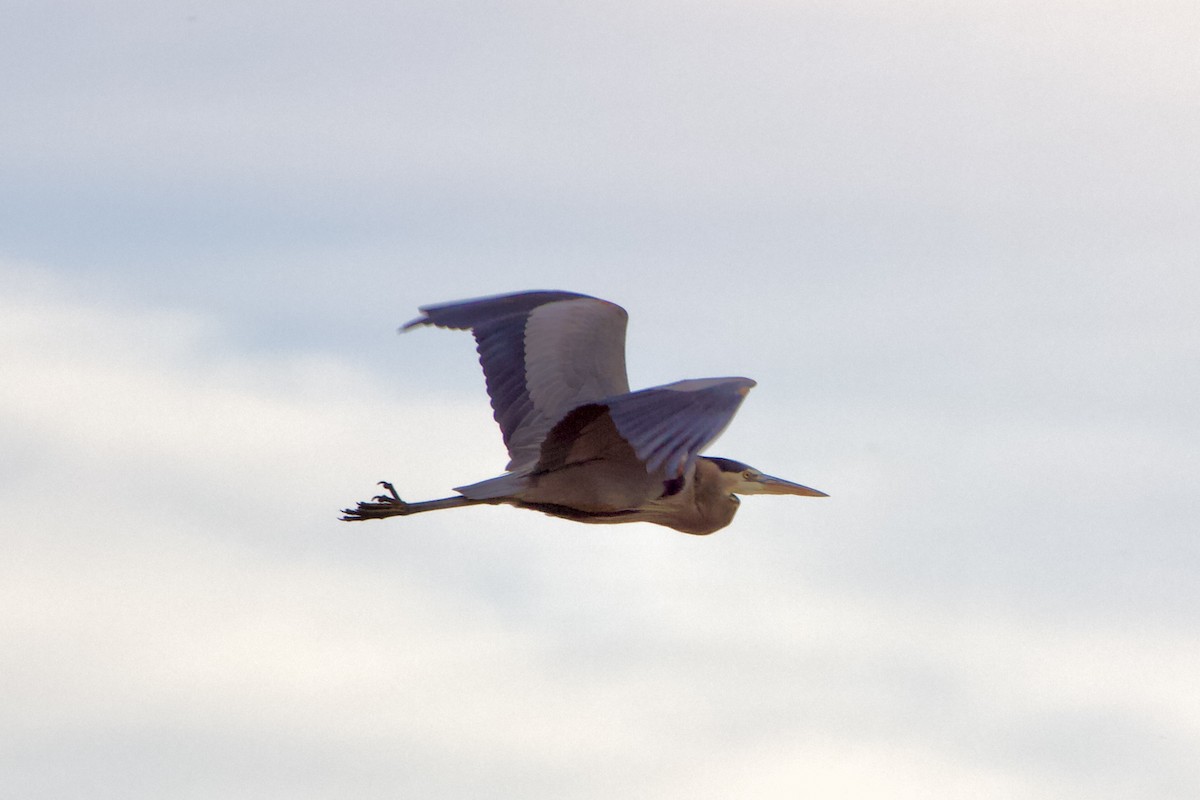 Kanadareiher - ML646616894