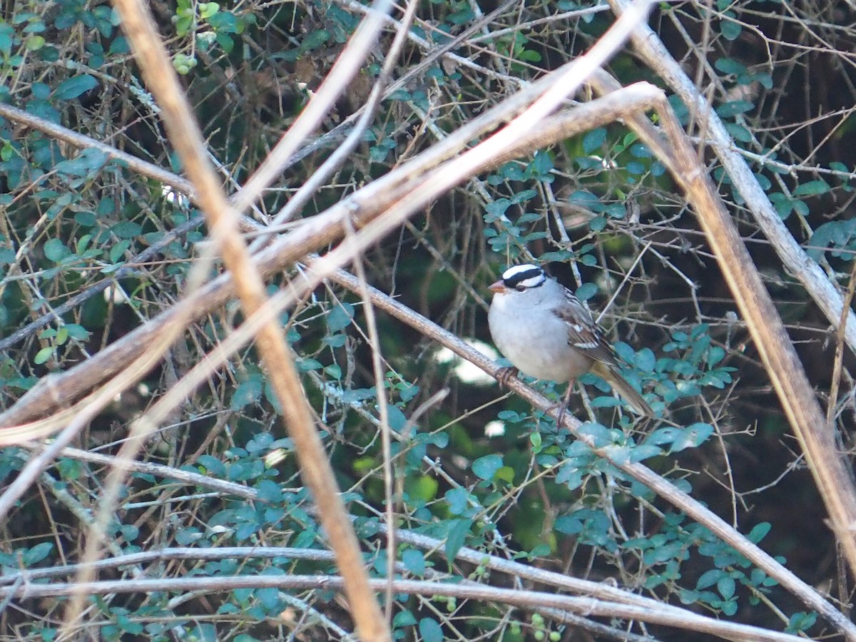 White-crowned Sparrow - ML646616895