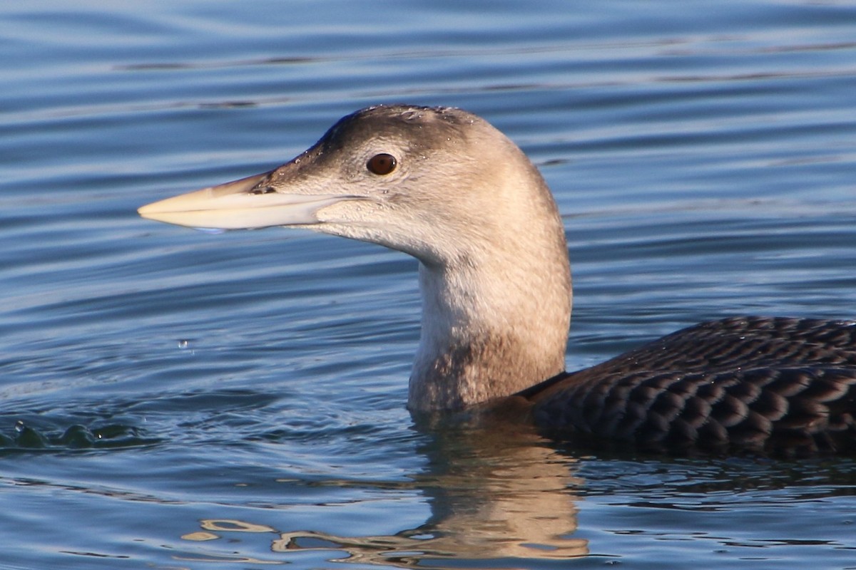 Yellow-billed Loon - ML646616896