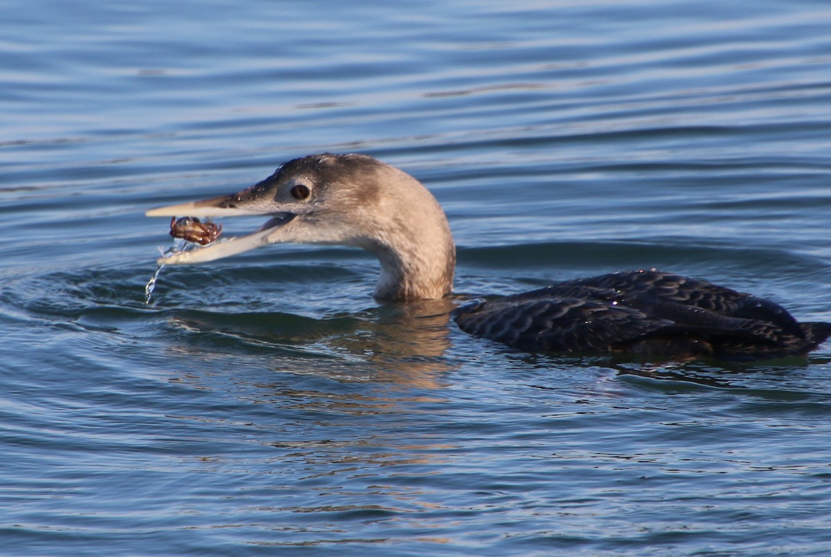 Yellow-billed Loon - ML646616897