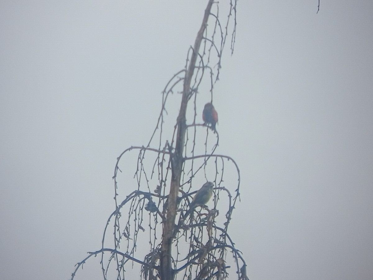 Red Crossbill - ML646616898