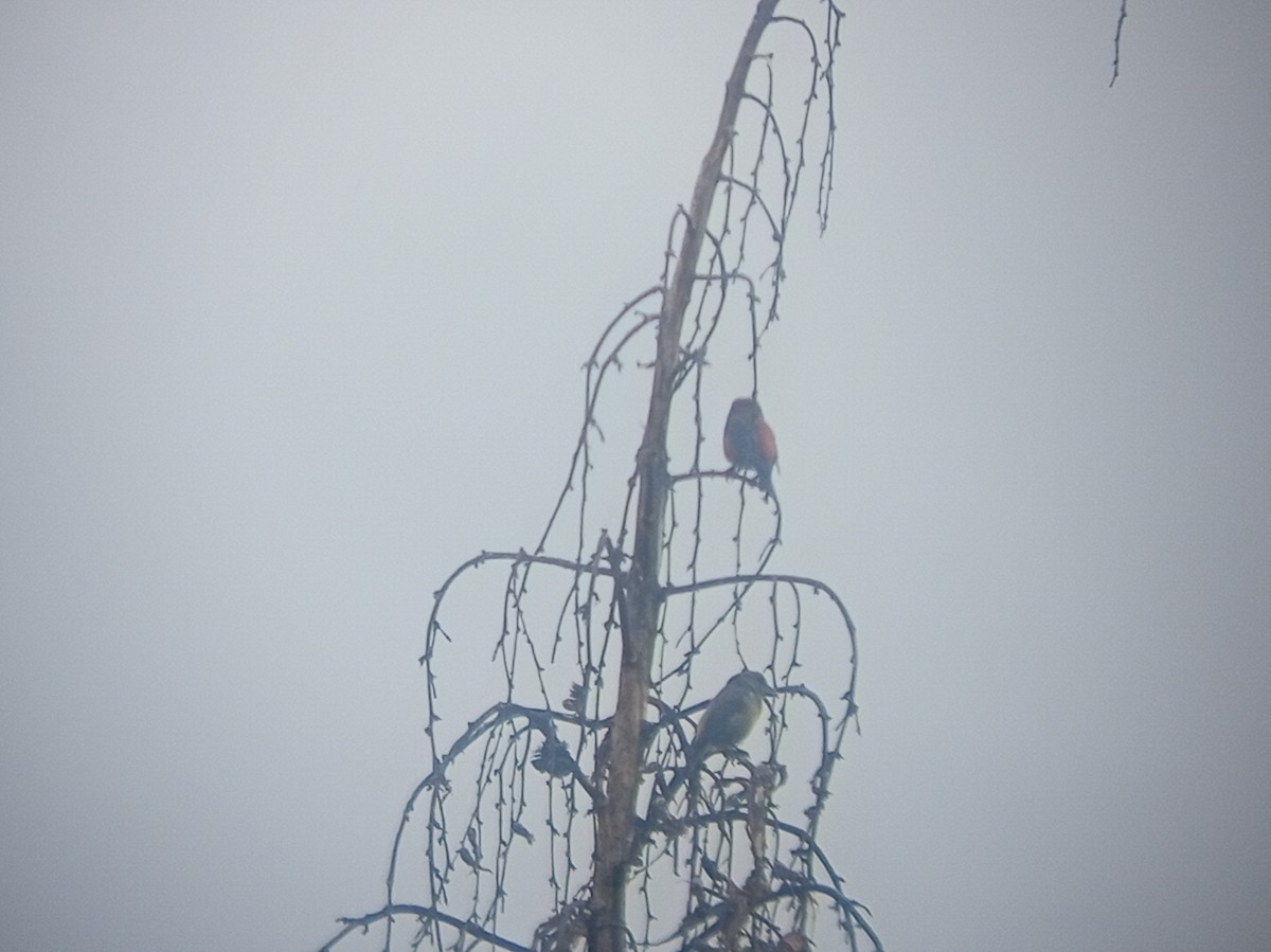 Red Crossbill - ML646616900