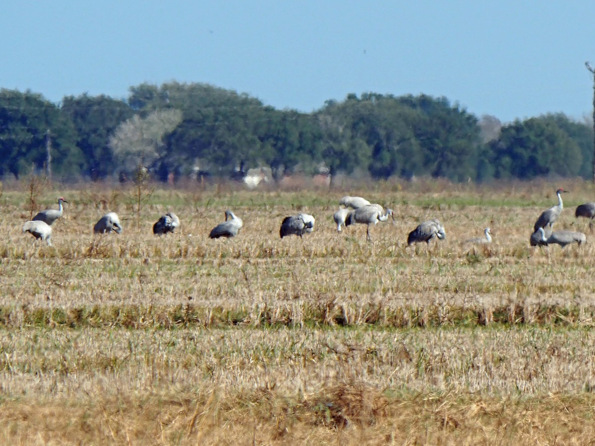 Орог тогоруу - ML646616901