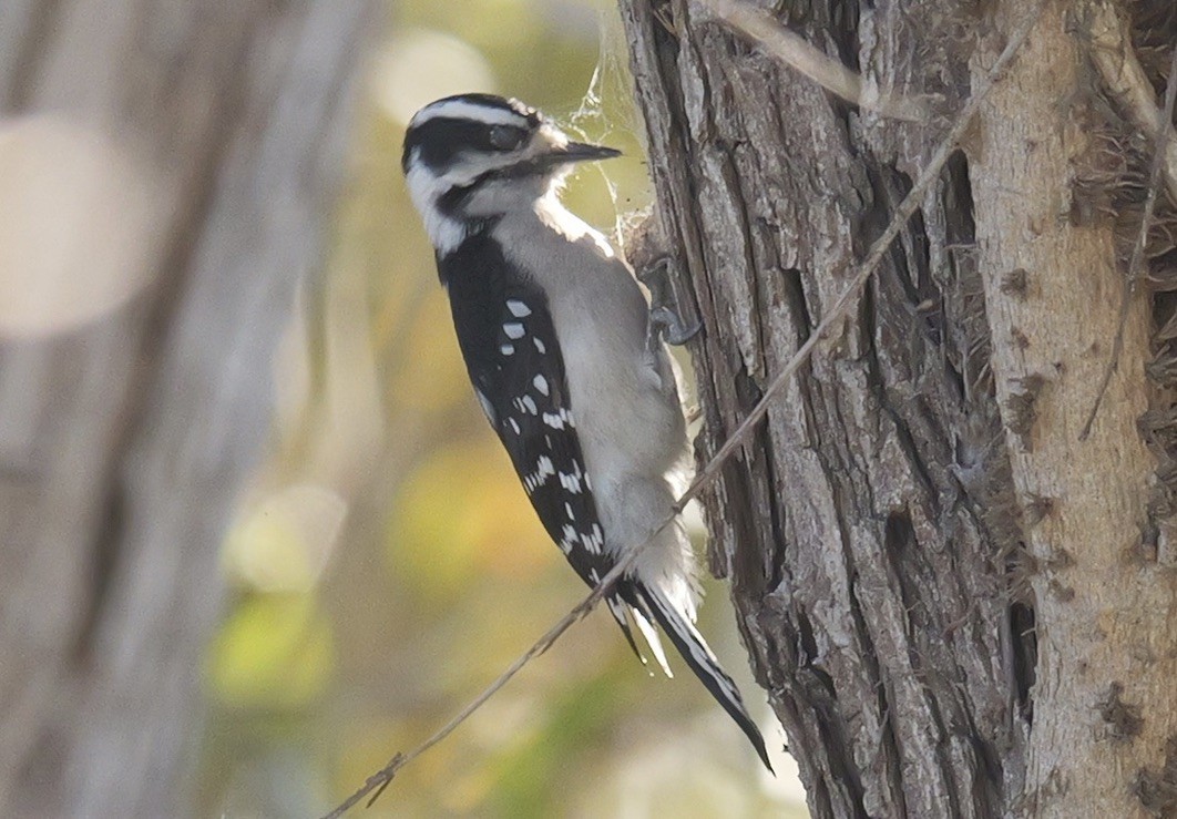 Downy Woodpecker - ML646616902