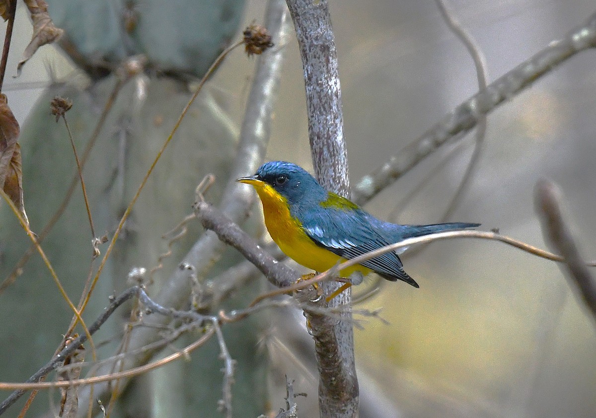 ildparula - ML646616907