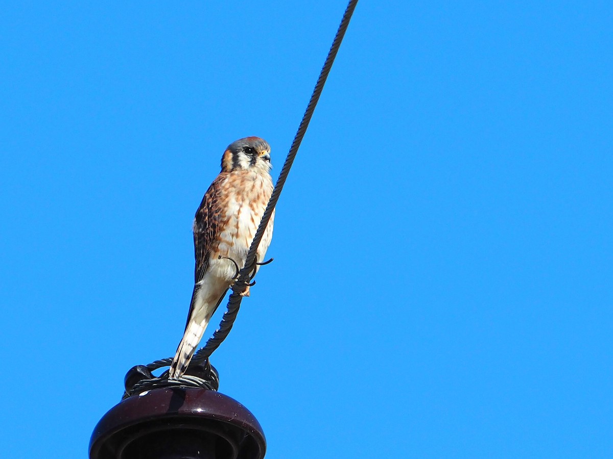 American Kestrel - ML646616909