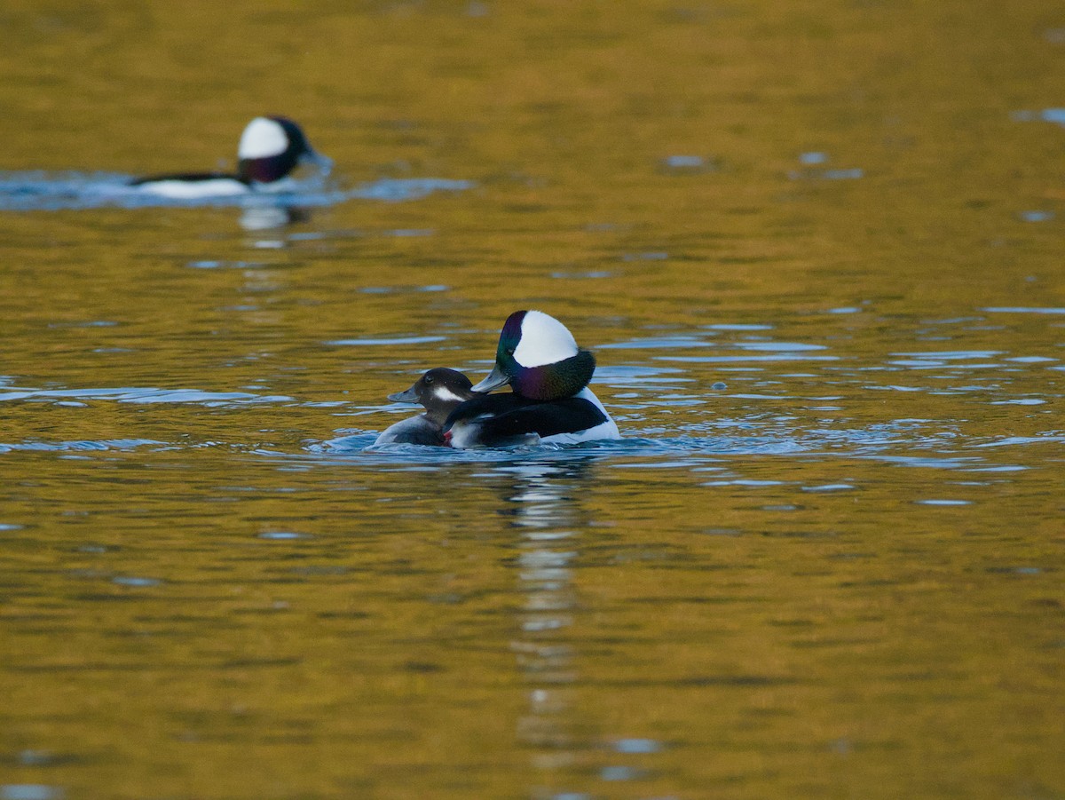 Bufflehead - ML646616911