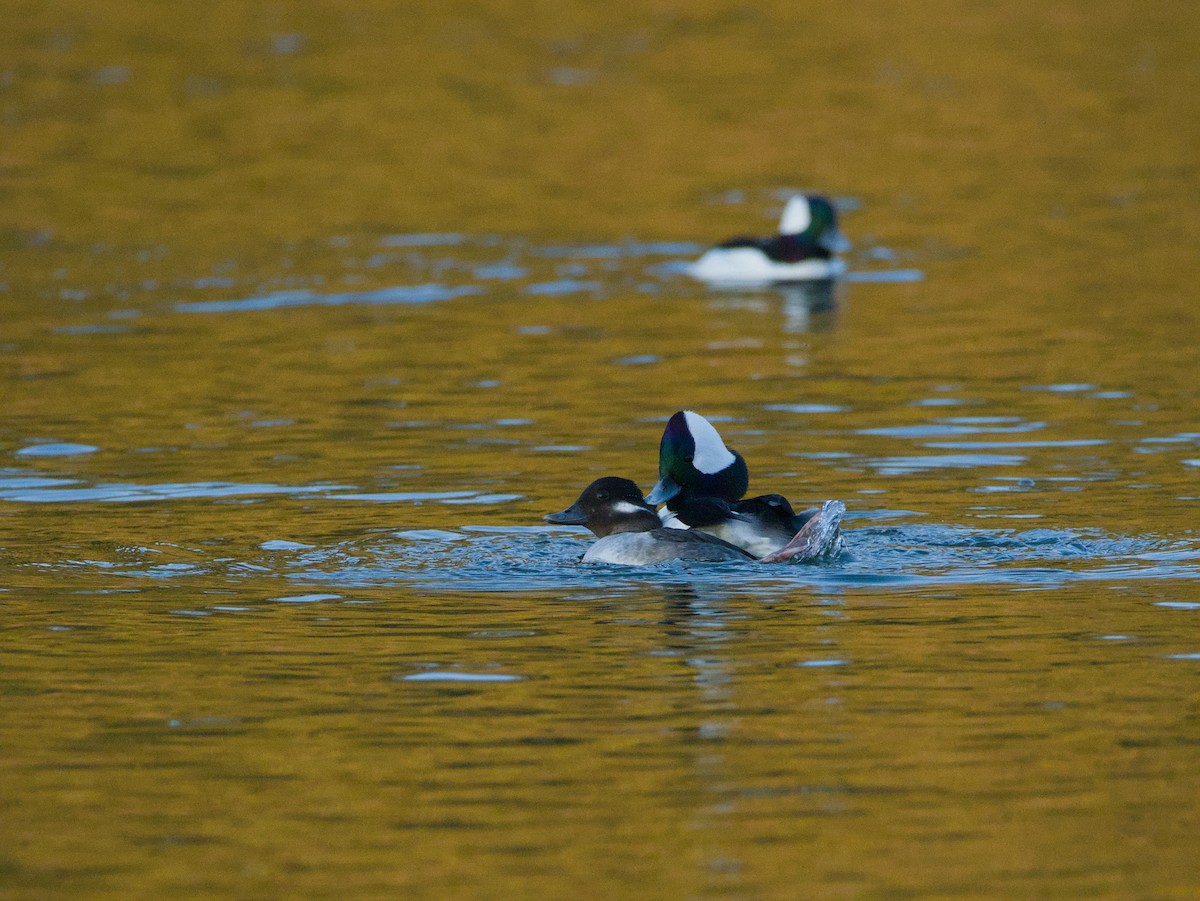 Bufflehead - ML646616914