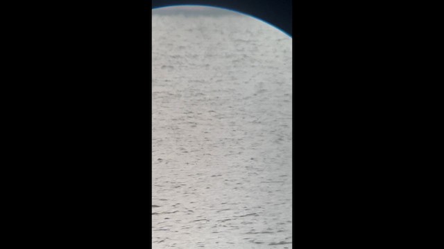 Cave Swallow - ML646616915