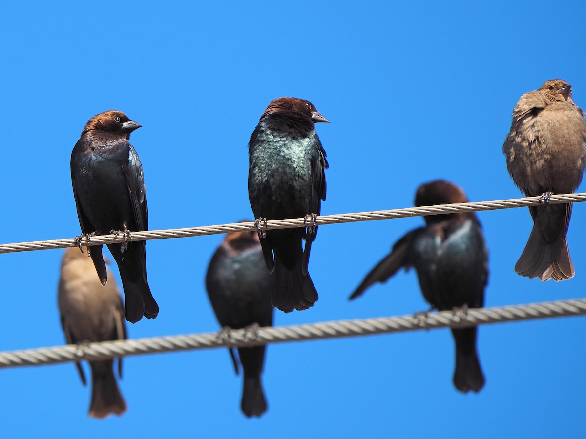 Brown-headed Cowbird - ML646616918