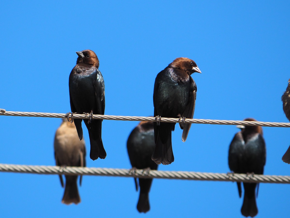 Brown-headed Cowbird - ML646616919