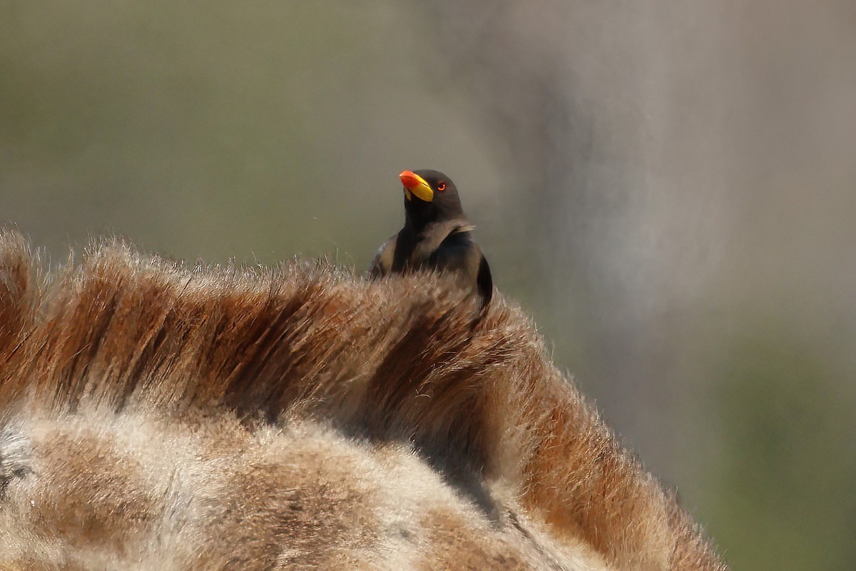 Yellow-billed Oxpecker - ML646616920