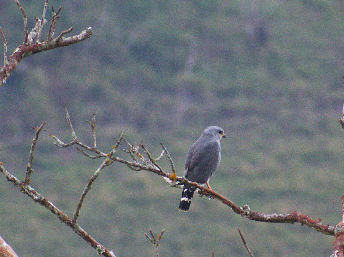 Gray Hawk - ML646616923