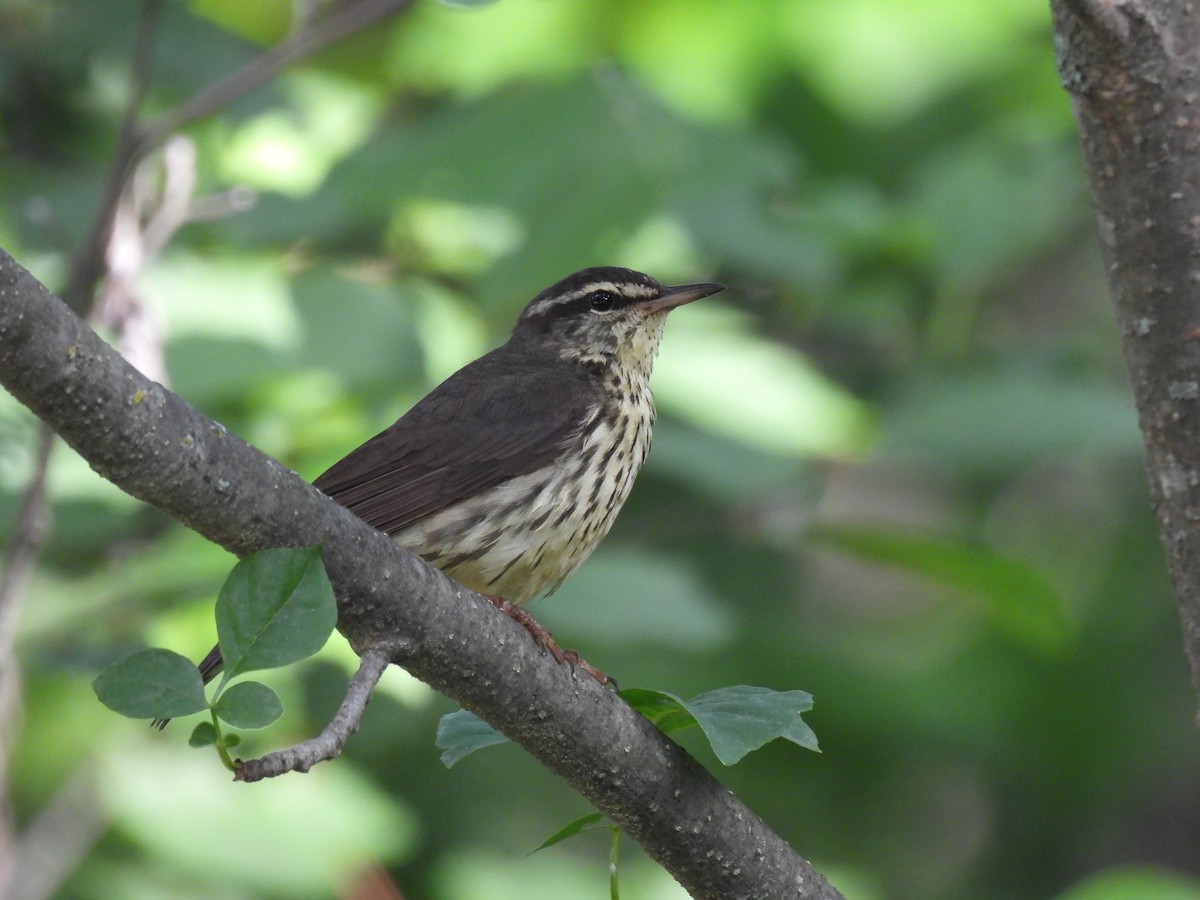 Northern Waterthrush - ML646616925