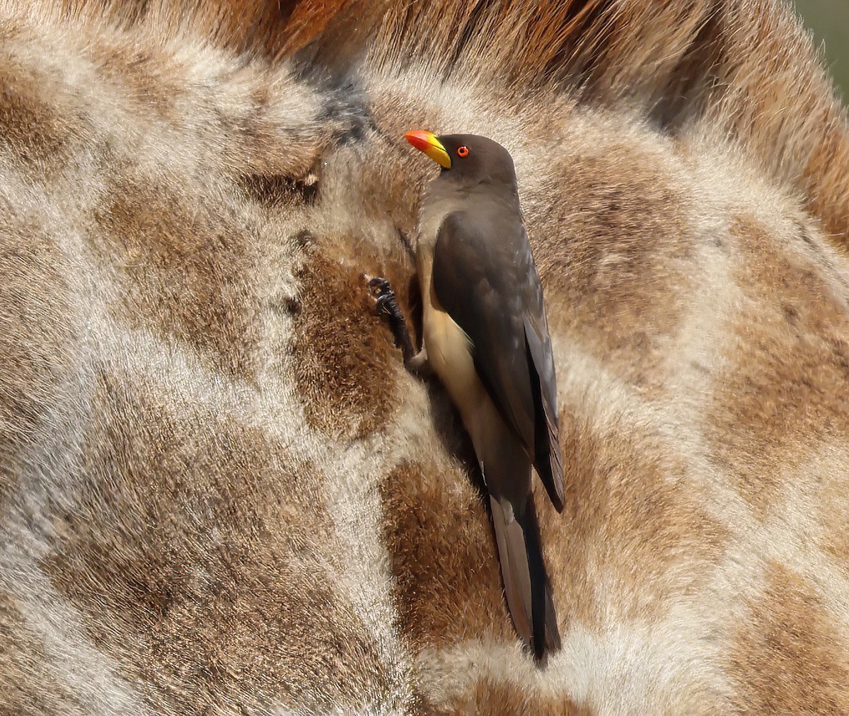 Yellow-billed Oxpecker - ML646616929