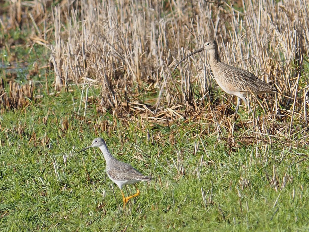 Greater Yellowlegs - ML646616930