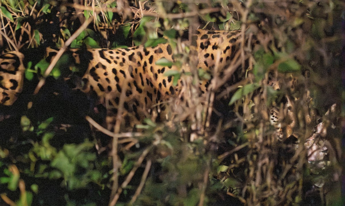 Animales - ML646616931